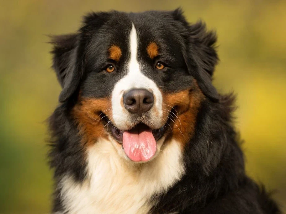 Hiç Havlamayan ve Hiç Tüy Dökmeyen Köpek Cinsleri