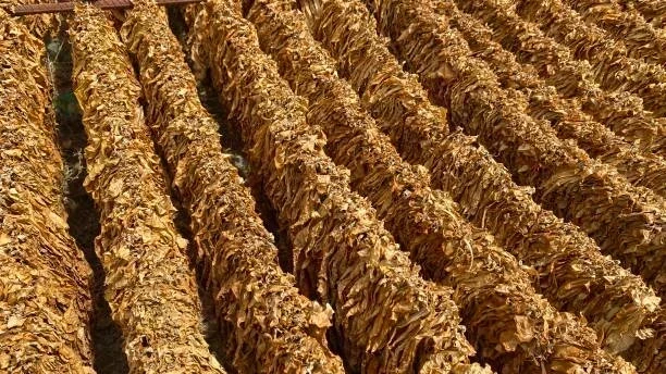 Tütündeki Küf Kokusunu Gidermek İçin Doğal ve Pratik Yöntemler