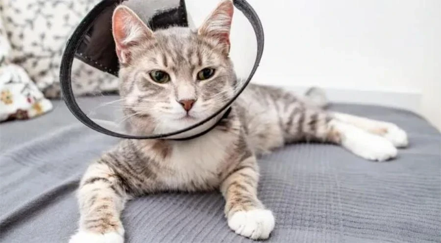 Kısır Erkek Kedi Çiftleşir mi? Kısır Kediler Koku Bırakır mı?