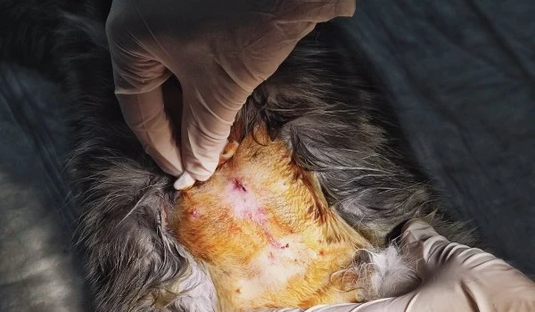 Kedi ve Köpek Kısırlaştırma: Nasıl Yapılır, Neden Gereklidir ve Ücretleri?