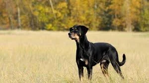 Kopay Av Köpekleri Cinsleri: En İyi Türler ve Avcılıkta Başarı Sırları