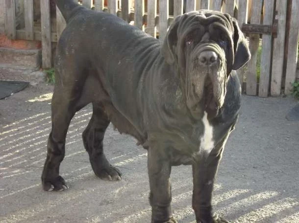 İri cüsseli köpek cinsleri ve resimli büyük dostlar hakkında merak edilenler!