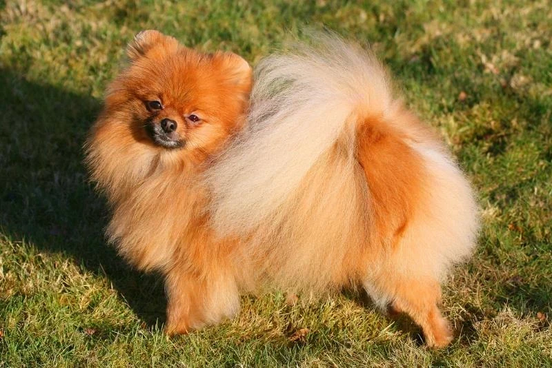 Pet Shop Köpek Fiyatları 2025: Hangi Irk Ne Kadar?