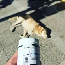 Yolculukta Kedi Uyutma İlacı: Güvenli ve Rahat Seyahat