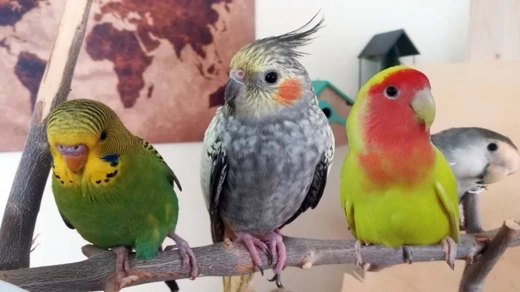 Kafes Toptancısı Seçerken Nelere Dikkat Edilmeli?