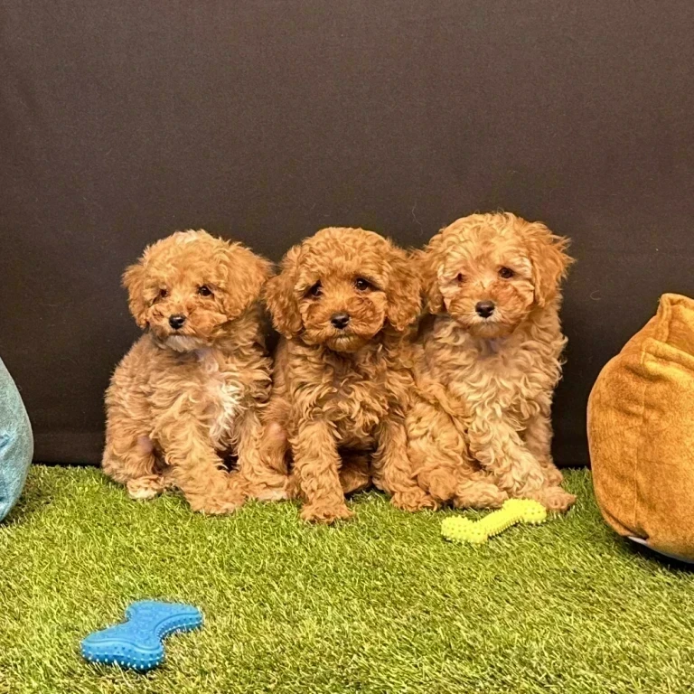 Satılık Köpek Sahiplenmenin Püf Noktaları ve En İyi İpuçları!