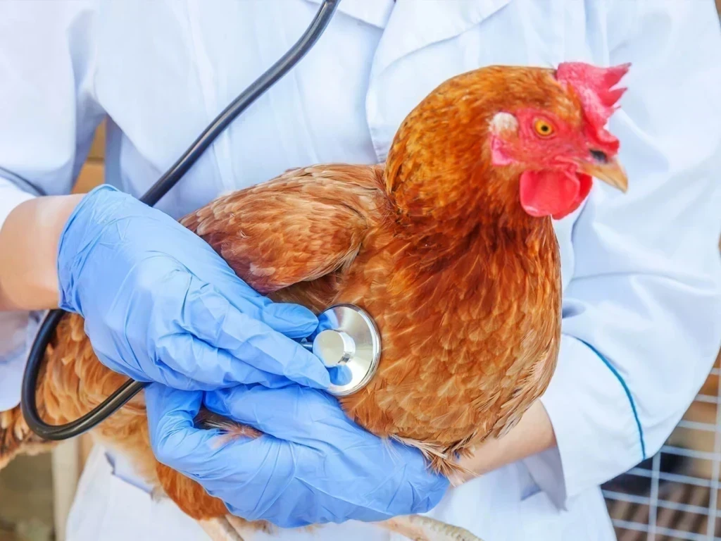 Kanatlı Hayvanlar İçin Veteriner Hizmetleri Ne Kadar Gerekli?