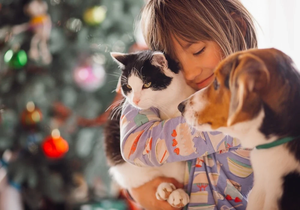 Evcil Hayvan Maması Toptancıları: Kalite ve Avantajlarıyla En İyi Seçenekler