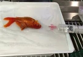 Balık Veterineri Var mı? Akvaryum Balıkları da Hasta Olur!