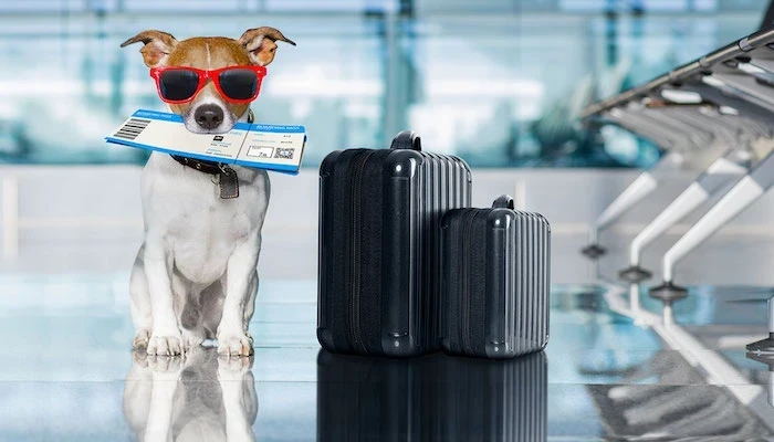 Kedi Sağlık Belgesi Nedir, Ne İşe Yarar ve Nasıl Alınır?