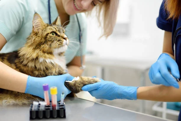 Sokak Hayvanlarına Ücretsiz Veteriner Desteği Gerçek mi?