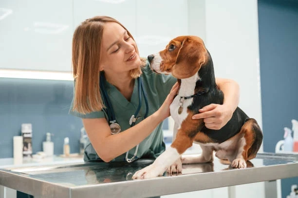 Veterinerin Çalışma Koşulları: Bilinmeyen Zorluklar ve Gerçekler