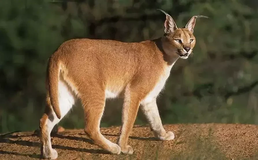 Dünyanın En İlginç Nesli Tükenen Hayvanları ve Hikayeleri