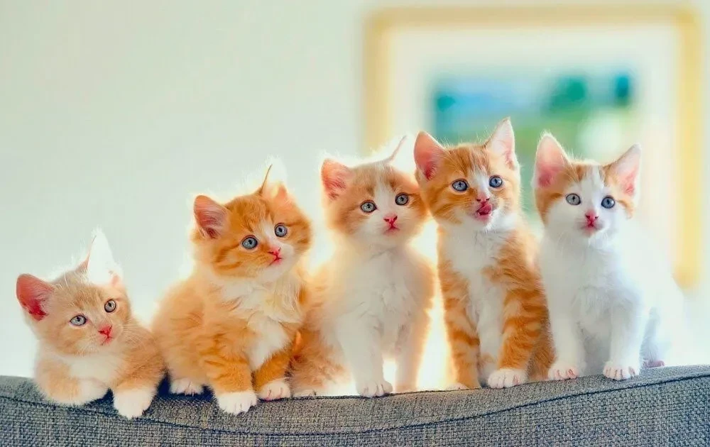 Yavru Kedi Bakımı ve Sevimlilik Sırları: Minik Dostunuz İçin İpuçları