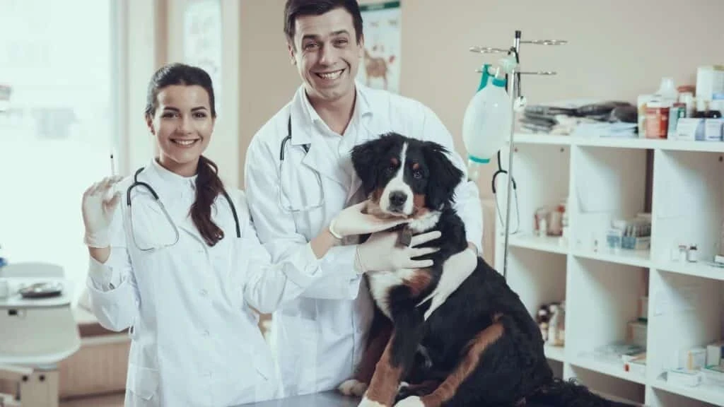 Veteriner Kliniği Açma Şartları Nelerdir?