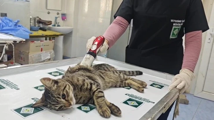 Belediyeden Ücretsiz Kedi Aşısı Fırsatları