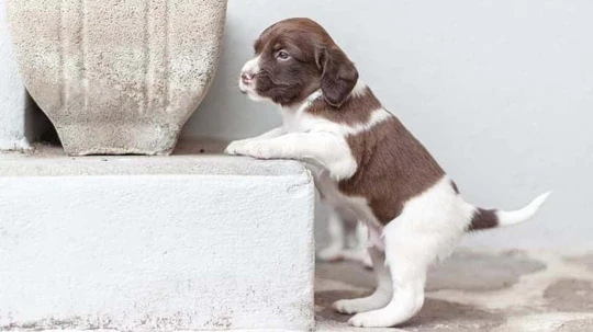 Meraklı Köpekler İçin En İyi Petshop Ürünleri Neler?