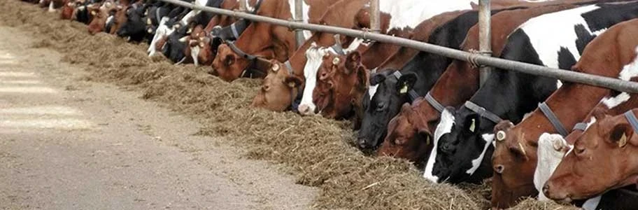 Besi Hayvanları İçin En İyi Yem Rasyonları