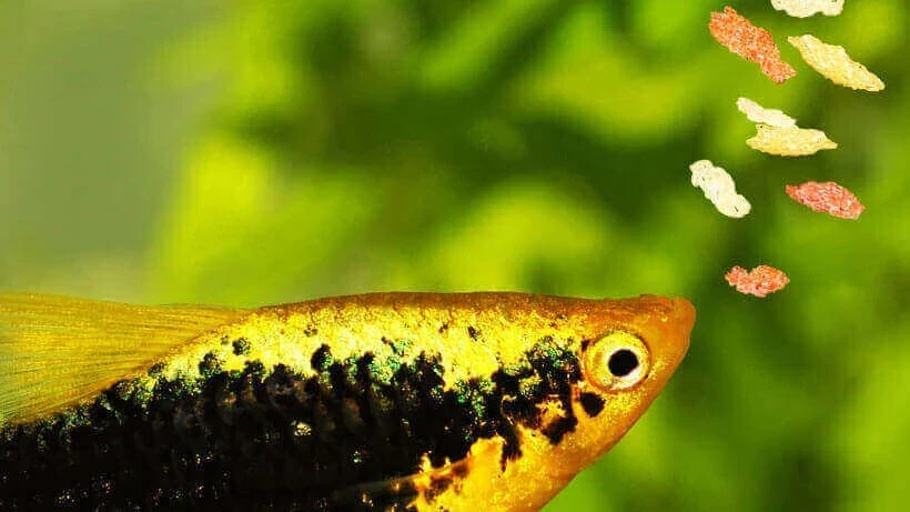 Japon Balığı ve Canlı Artemia Yemleriyle Sağlıklı Beslenme