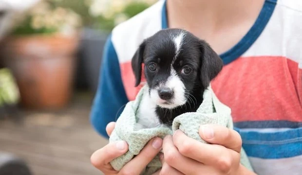 Evcil Köpek Fiyatları ve Malzemeleri Ne Kadar?