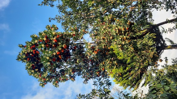 Haşlamacı İlhan Usta