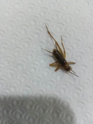 Pusula Yönetim İlaçlama Temizlik