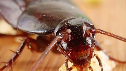 Mental İlaçlama Dezenfeksiyon Çevre Sağlığı Ve Danışmanlık Hizmetleri