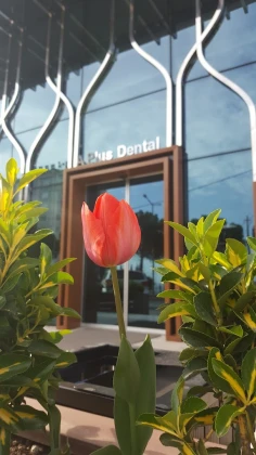 A+ Ağız Ve Diş Sağlığı Polikliniği