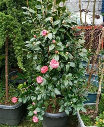 Acar Peyzaj Ve Fidancılık