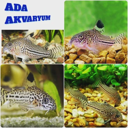 Ada Akvaryum Pet Shop Ve Oudoor