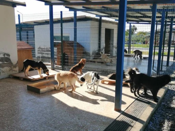 Adana Büyükşehir Belediyesi Hayvan Barınağı