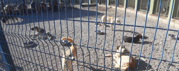 Adapazarı Belediyesi Sahipsiz Hayvanlar Geçici Bak