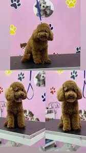 Aksaray Kedi& Köpek Kuaförü Songül