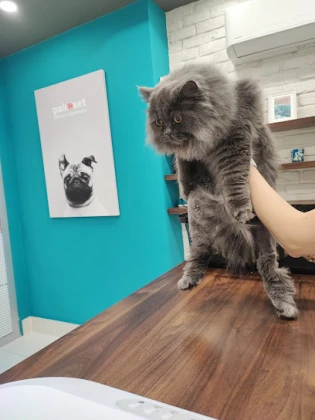 Alya Veteriner Muayenesi