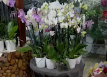 Artvinde Çiçekçi My Garden Çiçekçilik