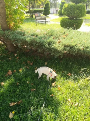 Atapet Hayvan Hastanesi