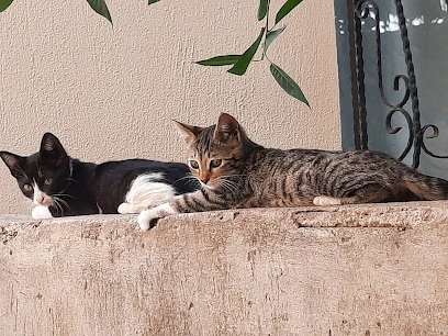 Atlantis Veteriner Kliniği