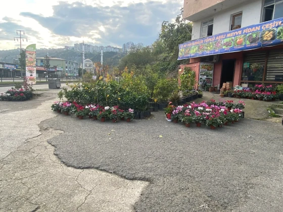 Aydın Fidancılık&Çiçekcilik Peyzaj