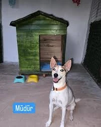 Aydın Pet Otel Ve Pet Pansiyon 09