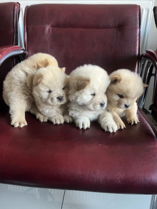 Ayvet Veteriner Kliniği
