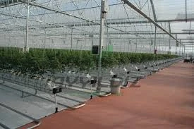 Ayyıldız Seracılık