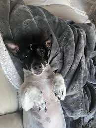 Bambi Pet Market&Kuaför&Otel