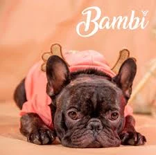 Bambi Pet Shop