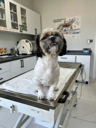 Barsvet Veteriner Kliniği