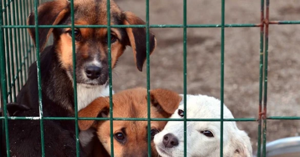 Bartın Belediye Başkanlığı - Hayvan Barınağı