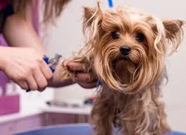 Bella Pet Kuaför Pet Market