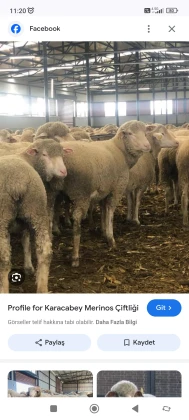 Bereket Hayvancılık