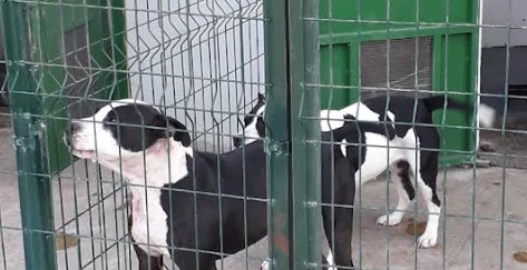 Bilecik Belediyesi Hayvan Barınağı