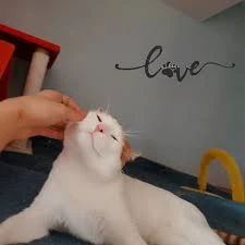 Bize Bırak Kedi Oteli