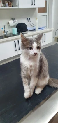 Bizim Veteriner Polikliniği